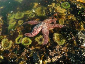 "tide pools - sea star" by Theo Crazzolara is licensed under CC BY 2.0